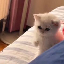 ONE PUNCH CAT icon